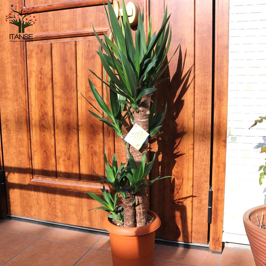 ITANSE 観葉植物 ユッカ (青年の木) 大型 8号 Lサイズ プラスチック鉢