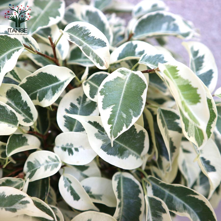 ITANSE 観葉植物 フィカス ベンジャミン スターライト