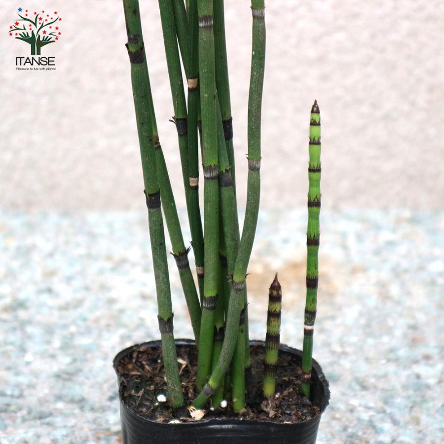 ITANSE トクサ 砥草 観葉植物 9cm 1個売り 人気 観葉植物 おしゃれ インテリア 観賞 送料無料 イタンセ公式｜itanse｜05