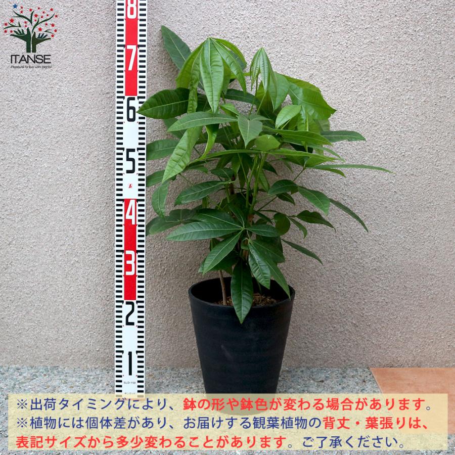 観葉植物 パキラ 4本 5本立ち 観葉植物 7号プラスチック鉢 1個売り 人気 観葉植物 おしゃれ インテリア 観賞 送料無料 Kan 野菜苗 植物 青果物販売のitanse 通販 Yahoo ショッピング
