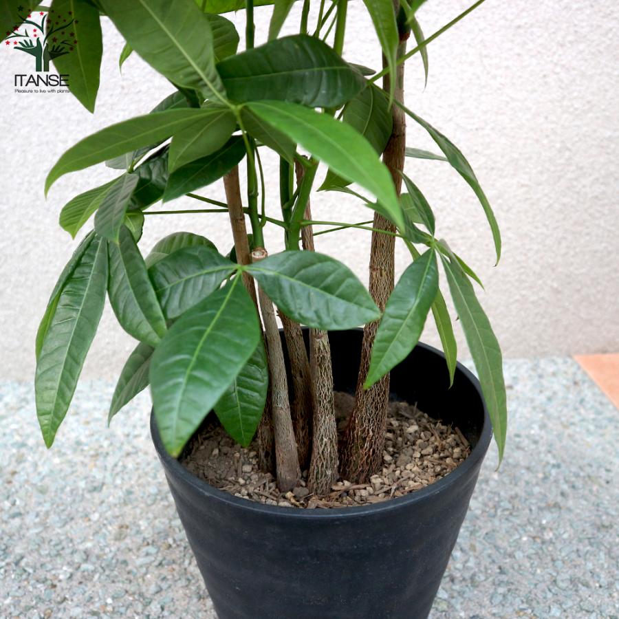 観葉植物 パキラ 4本 5本立ち 観葉植物 7号プラスチック鉢 1個売り 人気 観葉植物 おしゃれ インテリア 観賞 送料無料 Kan 野菜苗 植物 青果物販売のitanse 通販 Yahoo ショッピング