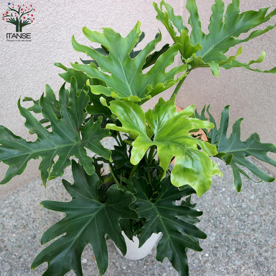 大型　フィロデンドロン・セローム ITANSE 観葉植物 フィロデンドロン・セローム・ホープ 大型 8号