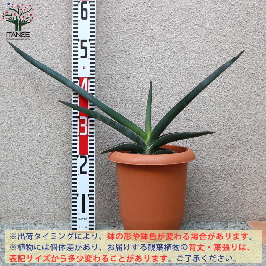 ITANSE サンスベリア ロブスター・ブルー 観葉植物 中型 7号