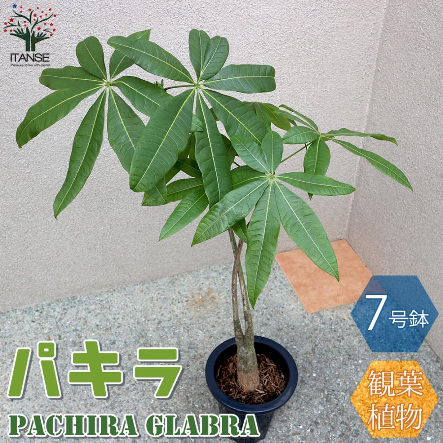 パキラ 1本 2本立ち 観葉植物 Mサイズ 7号プラスチック鉢 1個売り 人気 観葉植物 おしゃれ インテリア 観賞 送料無料 Kan 野菜苗 植物 青果物販売のitanse 通販 Yahoo ショッピング