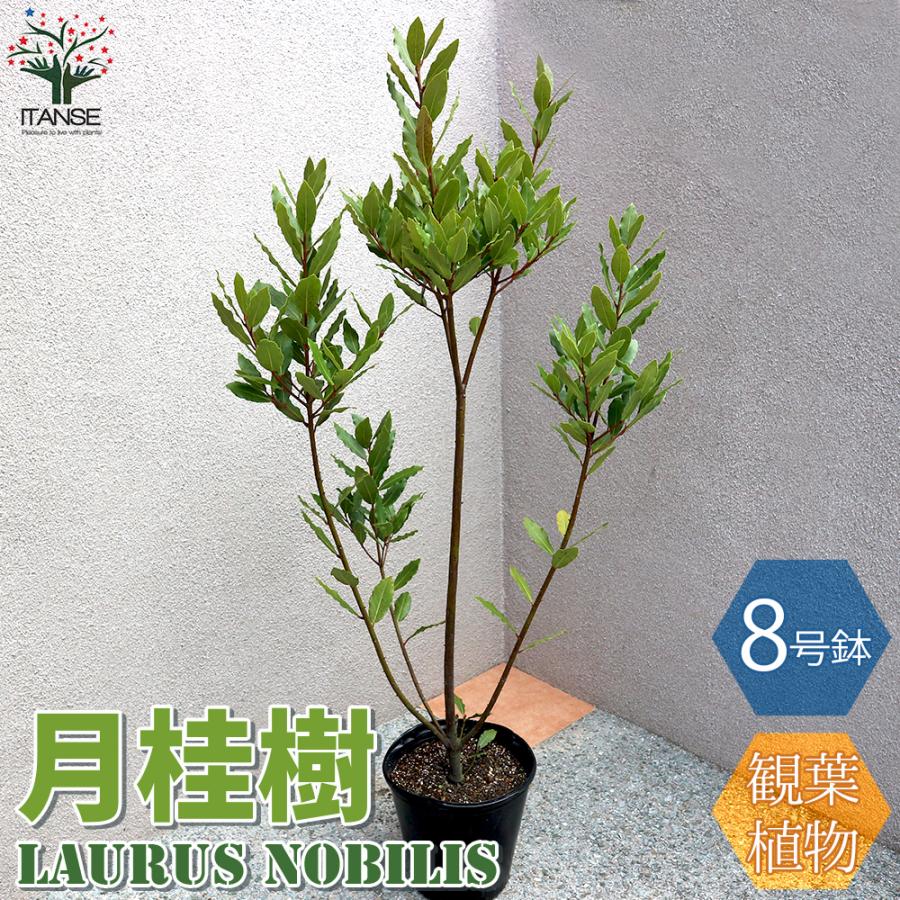 ⑪カラオケスタンダード・ ポピュラー編 キLP盤 ＜販売不可・情報参照