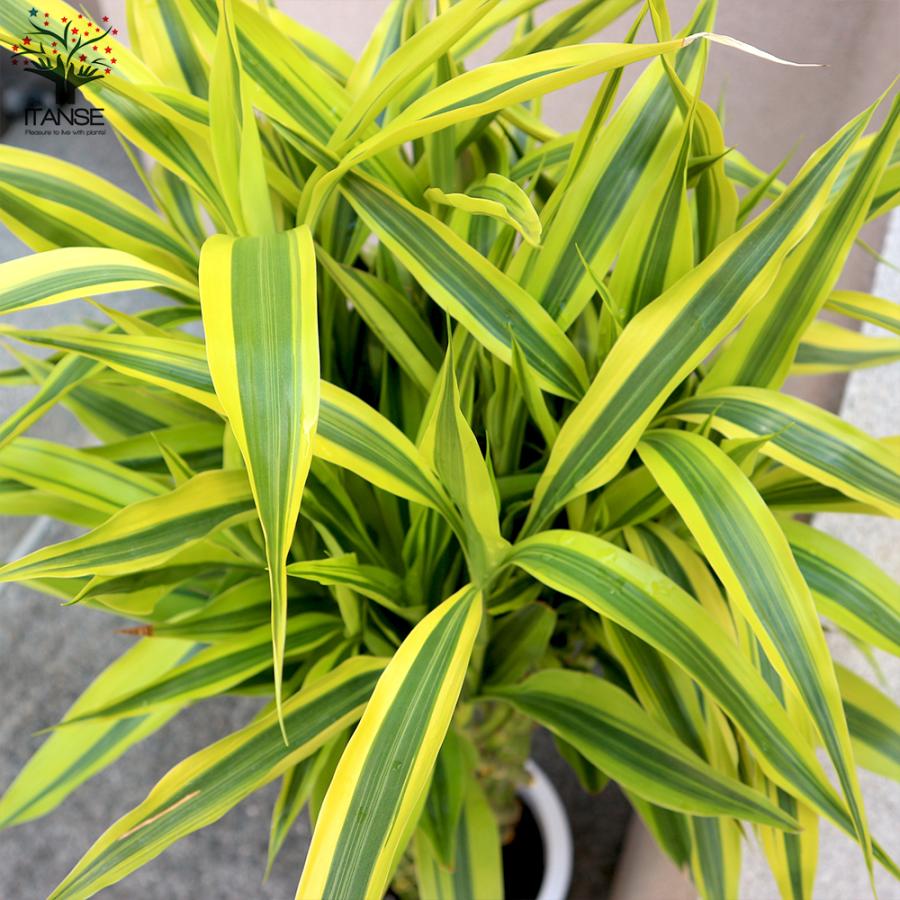 ドラセナ サンデリアーナ ゴールド ラッキーバンブー 観葉植物 大型 10号プラスチック鉢 1個売り 観葉植物 インテリア 送料無料 Kan 野菜苗 植物 青果物販売のitanse 通販 Yahoo ショッピング