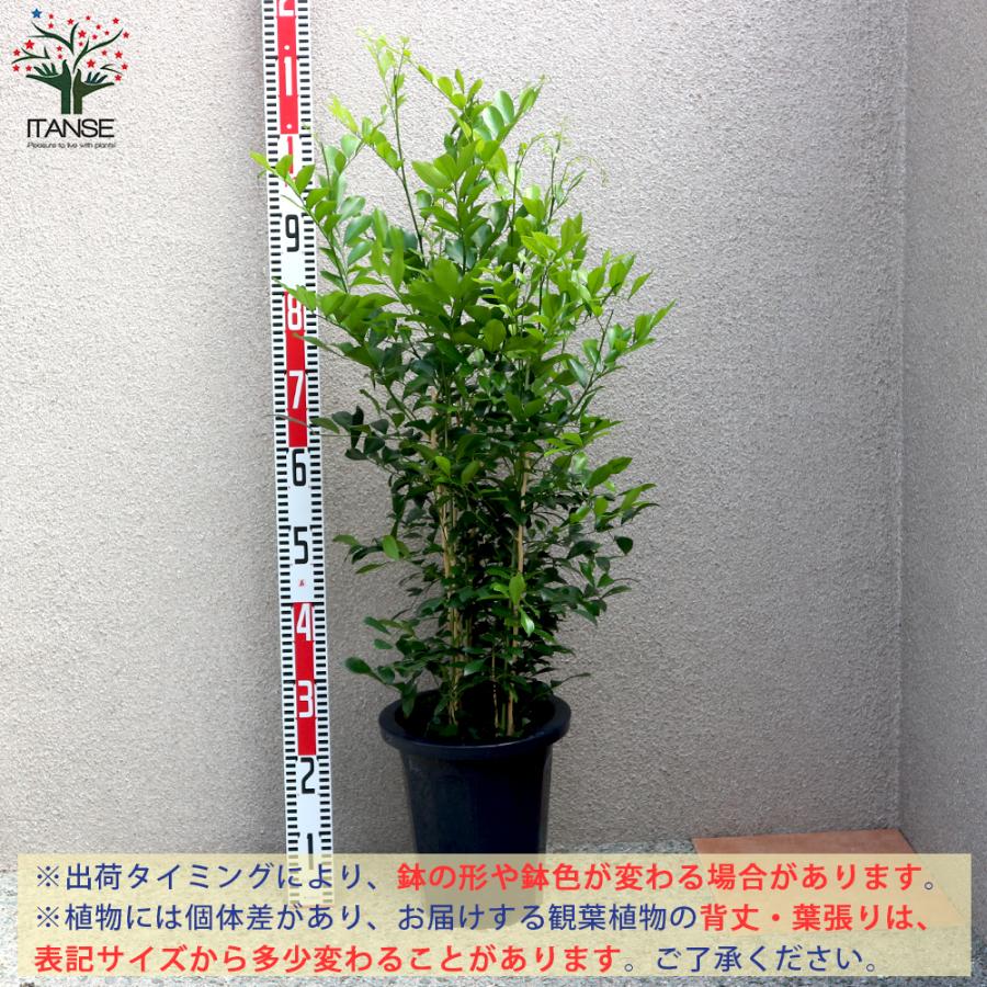 ITANSE シルクジャスミン 観葉植物 8号Lサイズ 1個売り 人気 おしゃれ