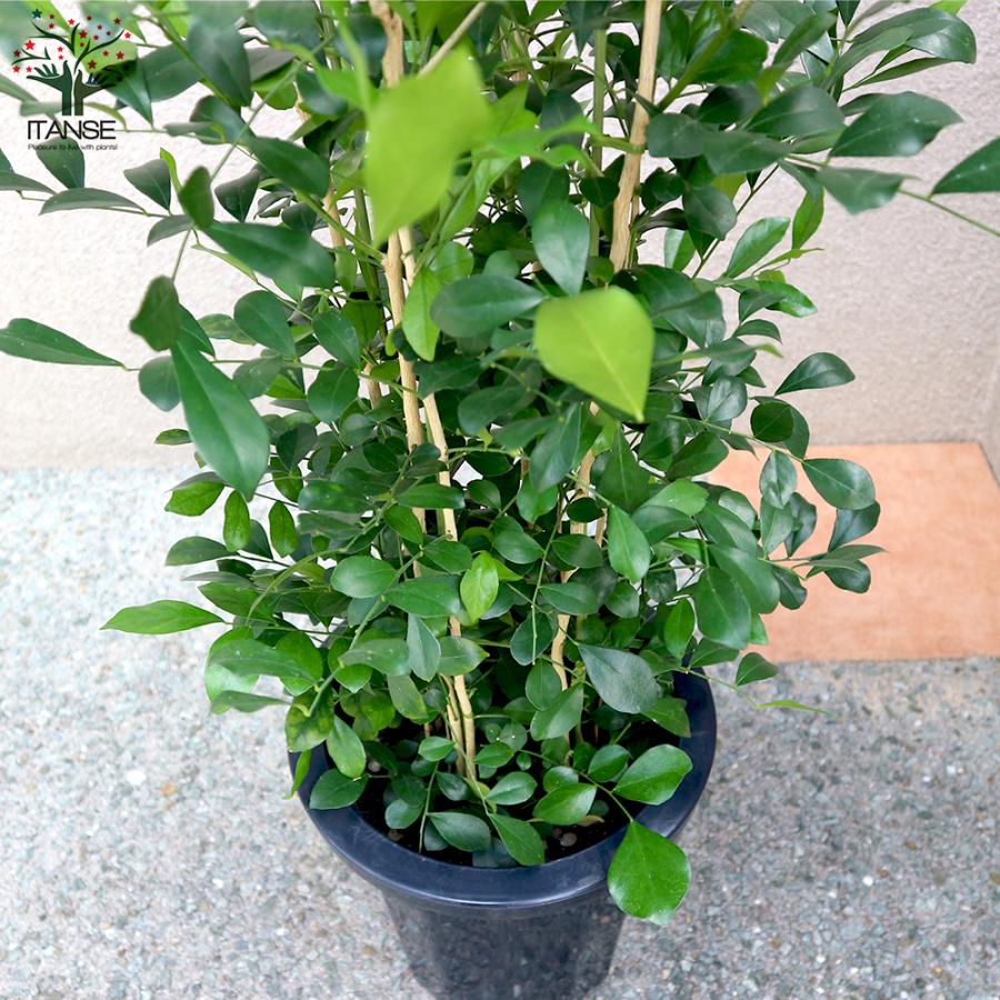 ITANSE シルクジャスミン 観葉植物 8号Lサイズ 1個売り 人気 おしゃれ