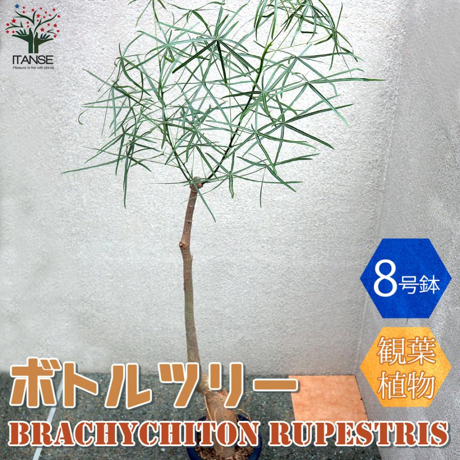 ITANSE ボトルツリー (ブラキキトン・ルペストリス) 観葉植物 L ITANSE ボトルツリー (ブラキキトン・ルペストリス) 観葉植物 L