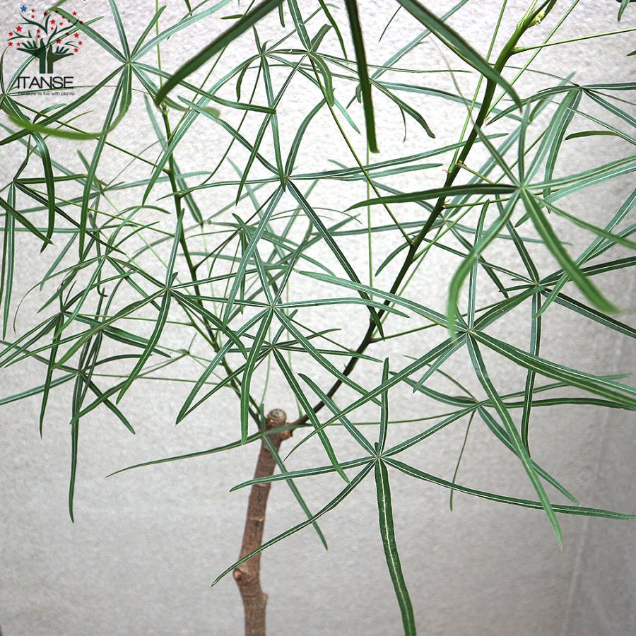 ITANSE ボトルツリー (ブラキキトン・ルペストリス) 観葉植物 L ITANSE ボトルツリー (ブラキキトン・ルペストリス) 観葉植物 L