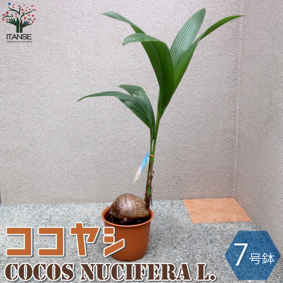 ITANSE ココヤシ 観葉植物 7号プラスチック鉢 1個売り 人気 おしゃれ