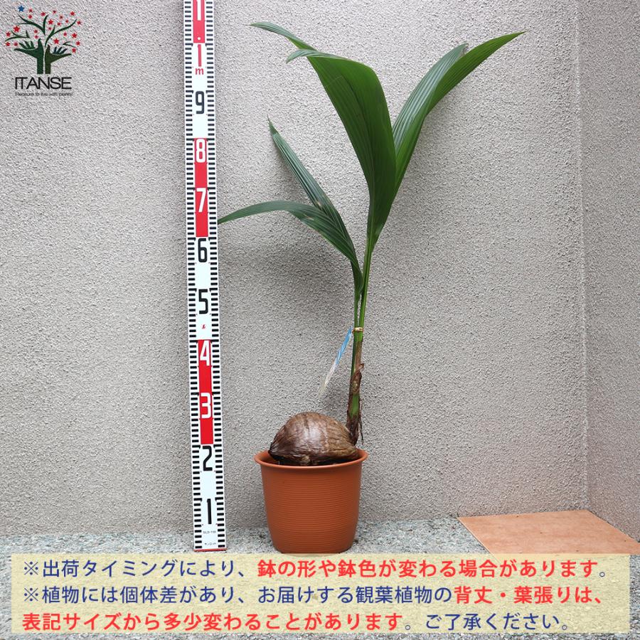 ITANSE ココヤシ 観葉植物 7号プラスチック鉢 1個売り 人気 おしゃれ