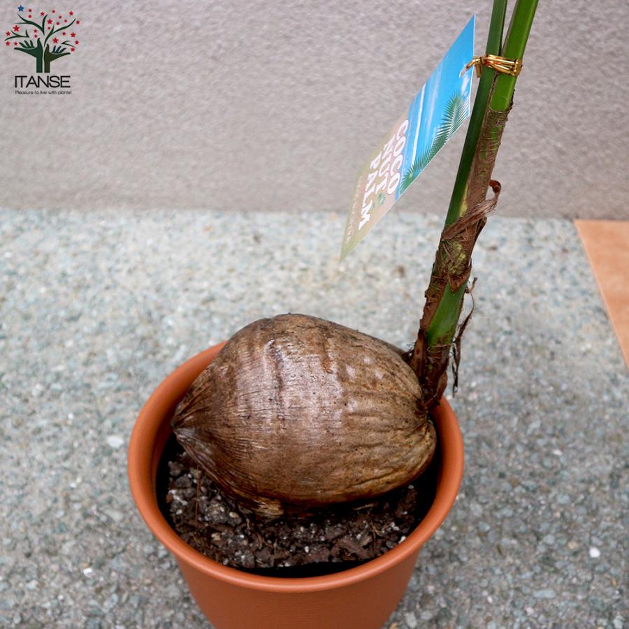 ITANSE ココヤシ 観葉植物 7号プラスチック鉢 1個売り 人気 おしゃれ