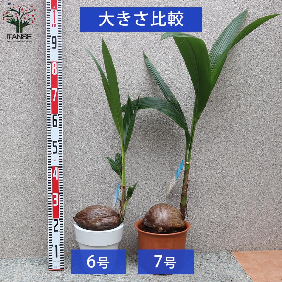ITANSE ココヤシ オールラウンドポット 観葉植物 6号プラスチック鉢 1