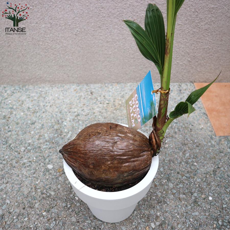 ITANSE ココヤシ オールラウンドポット 観葉植物 6号プラスチック鉢 1