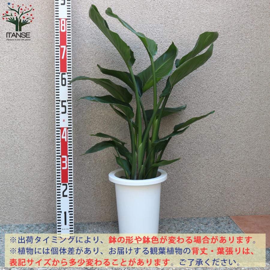 ITANSE ストレリチアオーガスタ 観葉植物 中型 7号プラスチック鉢 1個