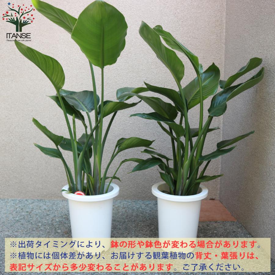 ITANSE ストレリチアオーガスタ 観葉植物 中型 7号プラスチック鉢 1個