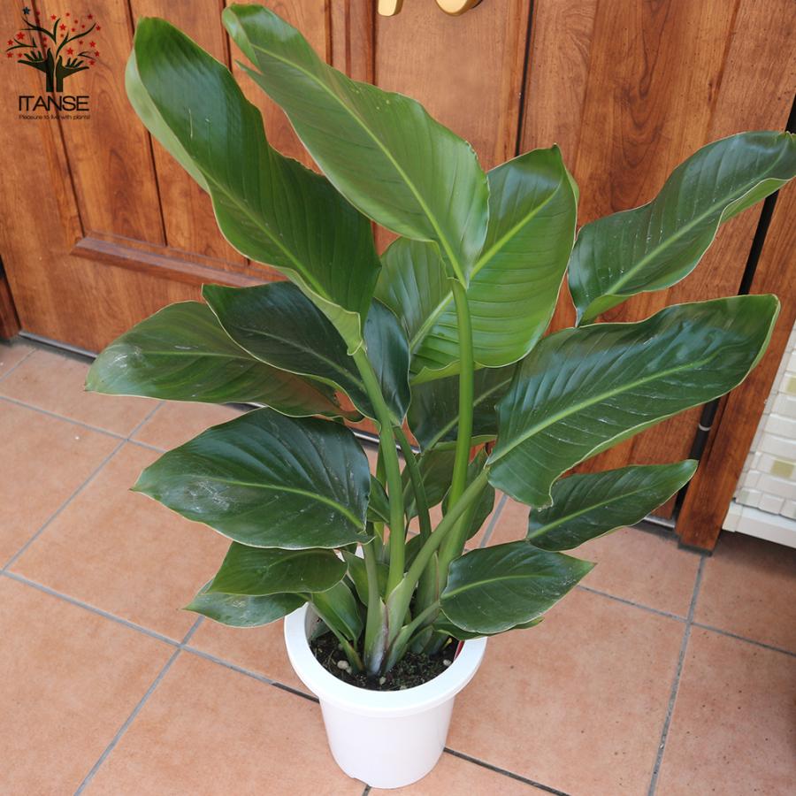 ITANSE ストレリチアオーガスタ 観葉植物 中型 7号プラスチック鉢 1個