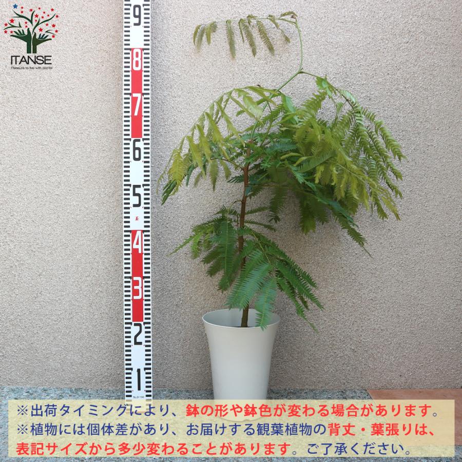 手渡し価格適用エバーフレッシュ　『ネムノキ』〈定番人気・現品限り〉【インテ ネムノキ・エバーフレッシュ-044 10号鉢 観葉植物と植木鉢の専門