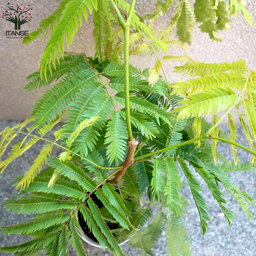 【最高等級♥】エバーフレッシュ ネムノキ 曲がり ネムノキ・エバーフレッシュ（枝曲がり）