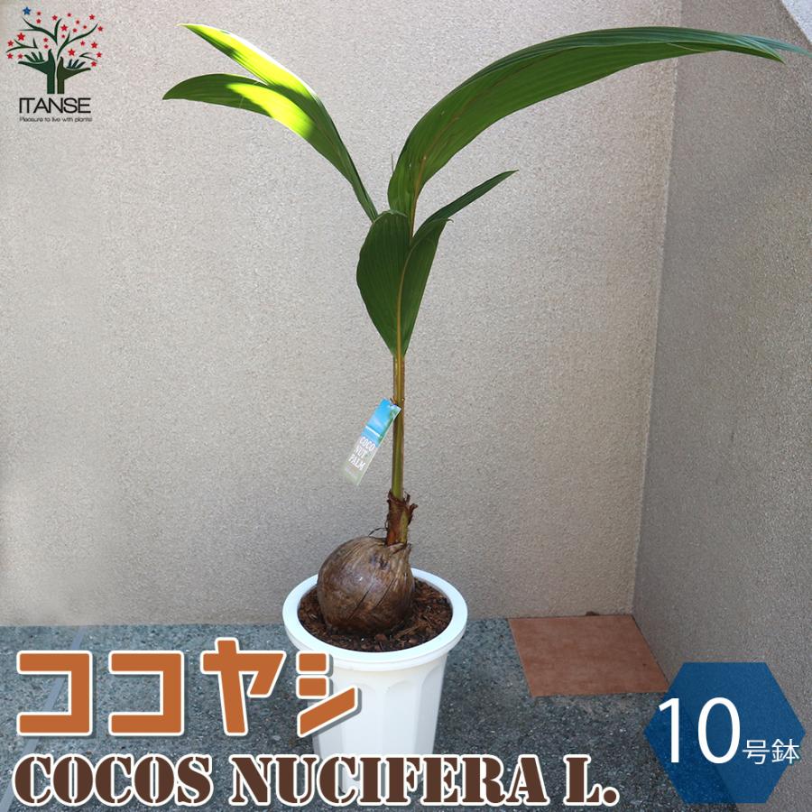 即納最大半額 ココヤシの苗木 南国ムードを演出してくれる観葉植物 観葉植物 10号プラスチック鉢 1個売り 人気 観葉植物 おしゃれ 送料無料 Kan 野菜苗 植物 青果物販売のitanse 通販 Yahoo ショッピング 代引不可 Www Maxipiso Com Ar