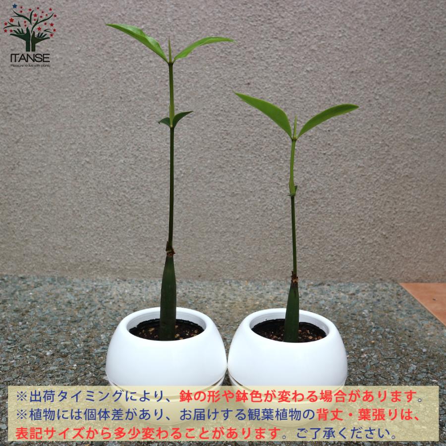 市場 送料無料 マングローブ 暑さに強い植物肥料のいらない植物 ヤエヤマヒルギメヒルギ オヒルギ
