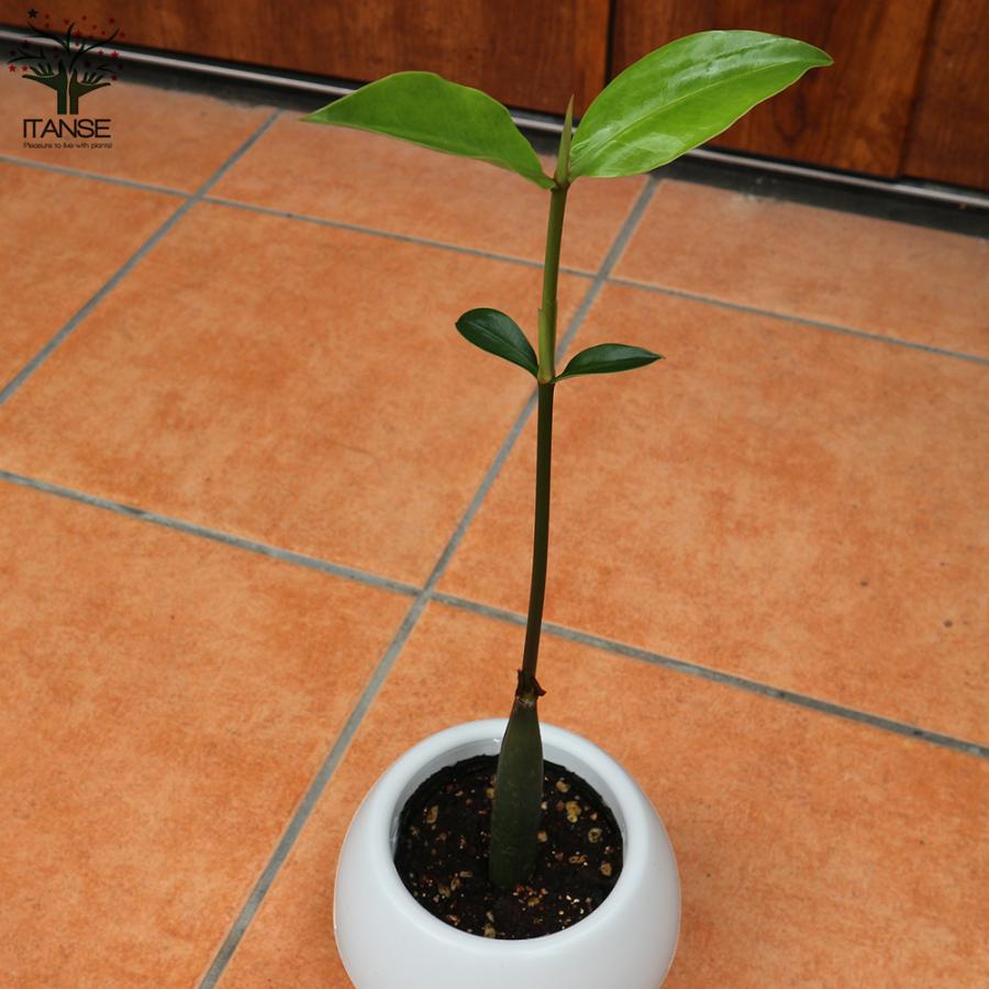 市場 送料無料 ヤエヤマヒルギメヒルギ オヒルギ マングローブ 暑さに強い植物肥料のいらない植物