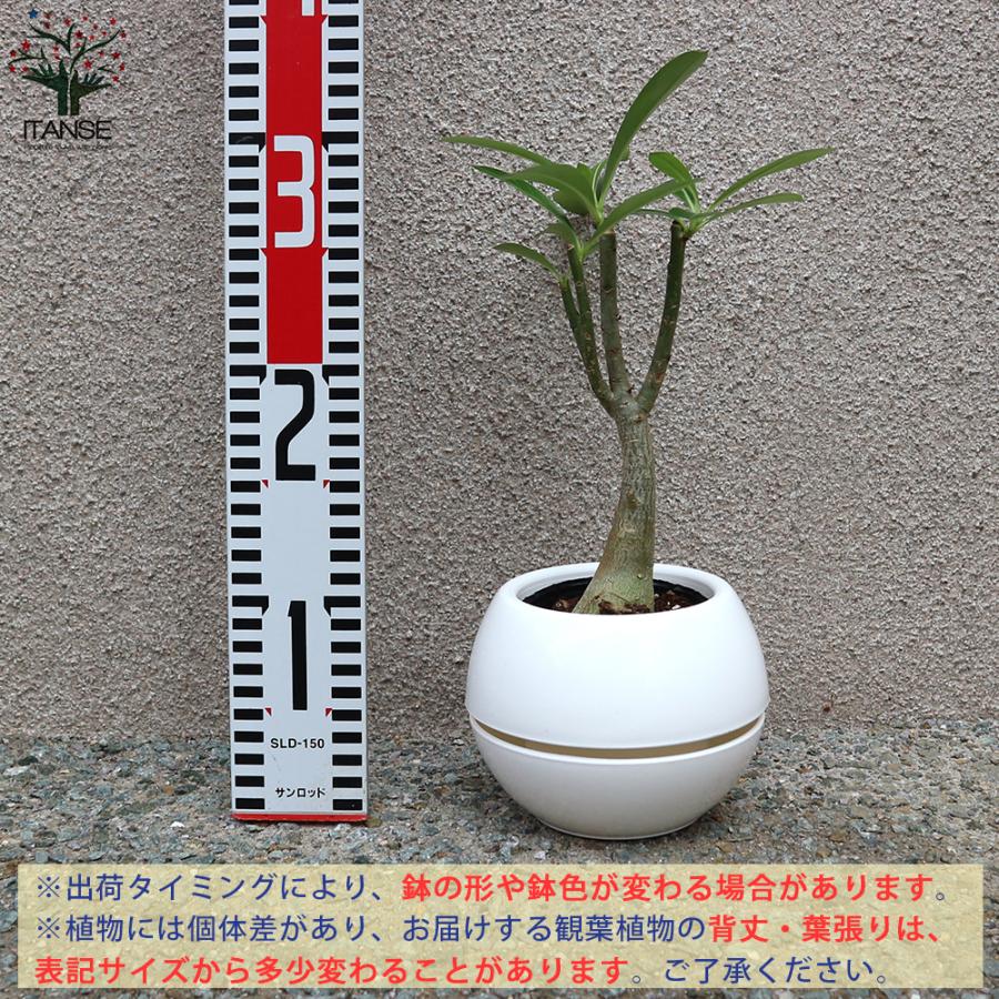 ITANSE アデニウム オべスム リビングやオフィス向きサイズ 観葉植物 4