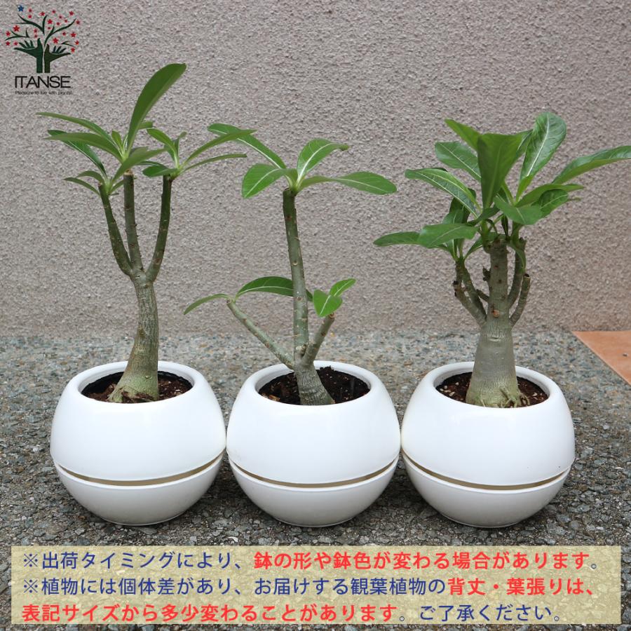 ITANSE アデニウム オべスム リビングやオフィス向きサイズ 観葉植物 4