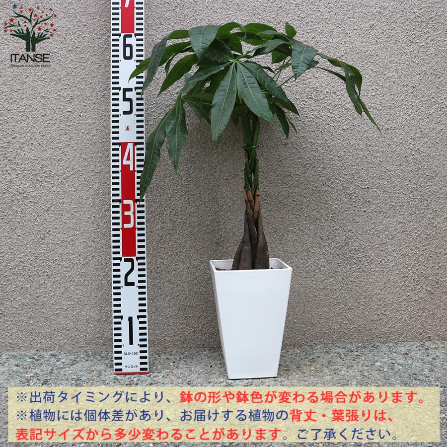 アウトレット 送料無料 パキラ編み リビングやオフィス向きサイズ 観葉植物 スクエア5号鉢 1個売り 人気 おしゃれ インテリア 観賞 送料無料 Wantannas Go Id