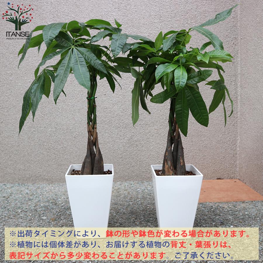 アウトレット 送料無料 パキラ編み リビングやオフィス向きサイズ 観葉植物 スクエア5号鉢 1個売り 人気 おしゃれ インテリア 観賞 送料無料 Wantannas Go Id