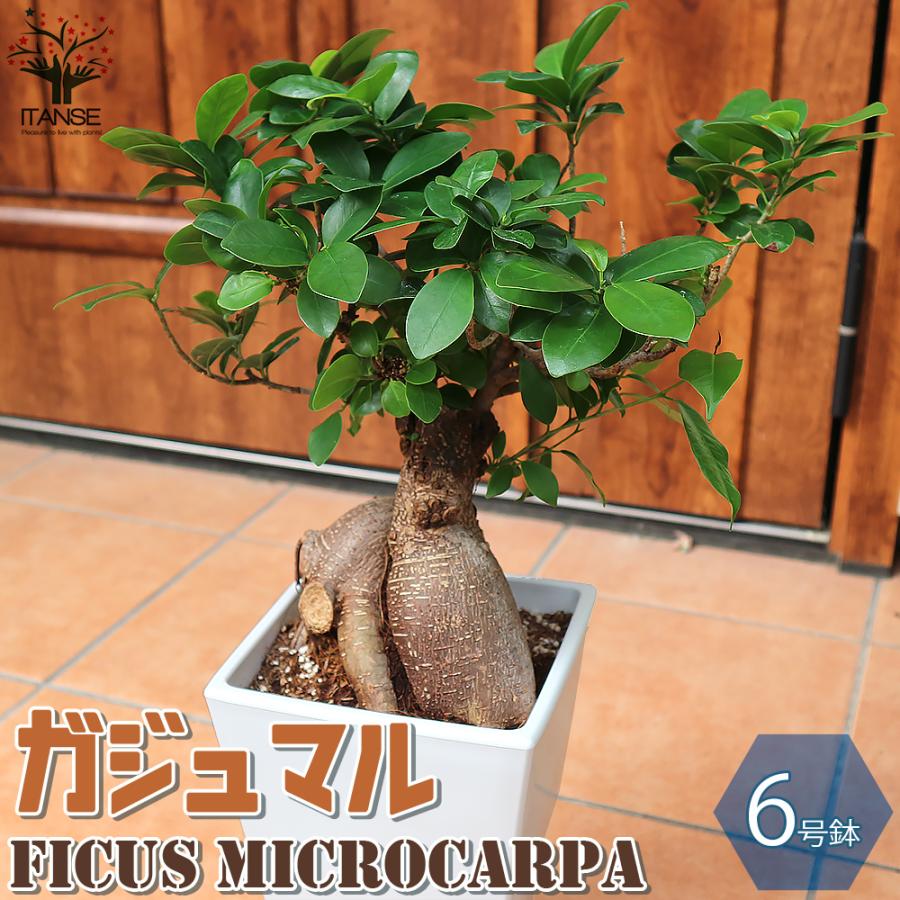 ITANSE ガジュマル リビングやオフィス向きサイズ 観葉植物 スクエア6