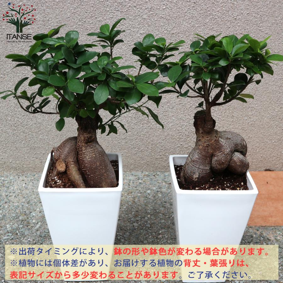 ITANSE ガジュマル リビングやオフィス向きサイズ 観葉植物 スクエア6
