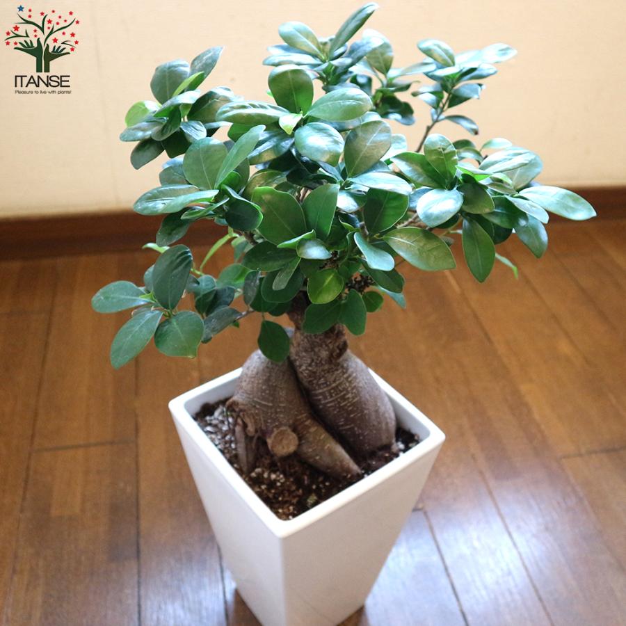 ITANSE ガジュマル リビングやオフィス向きサイズ 観葉植物 スクエア6