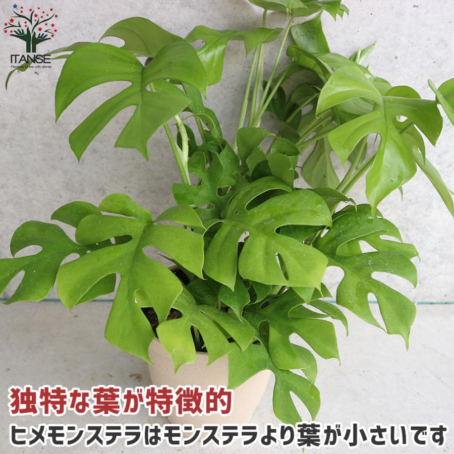 ITANSE ヒメモンステラ (姫モンステラ) 観葉植物 5号鉢 1個売り 人気 