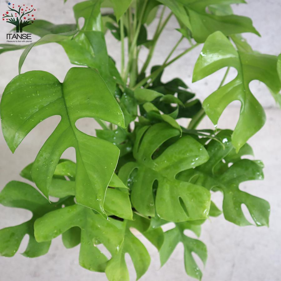 ITANSE ヒメモンステラ (姫モンステラ) 観葉植物 5号鉢 1個売り 人気