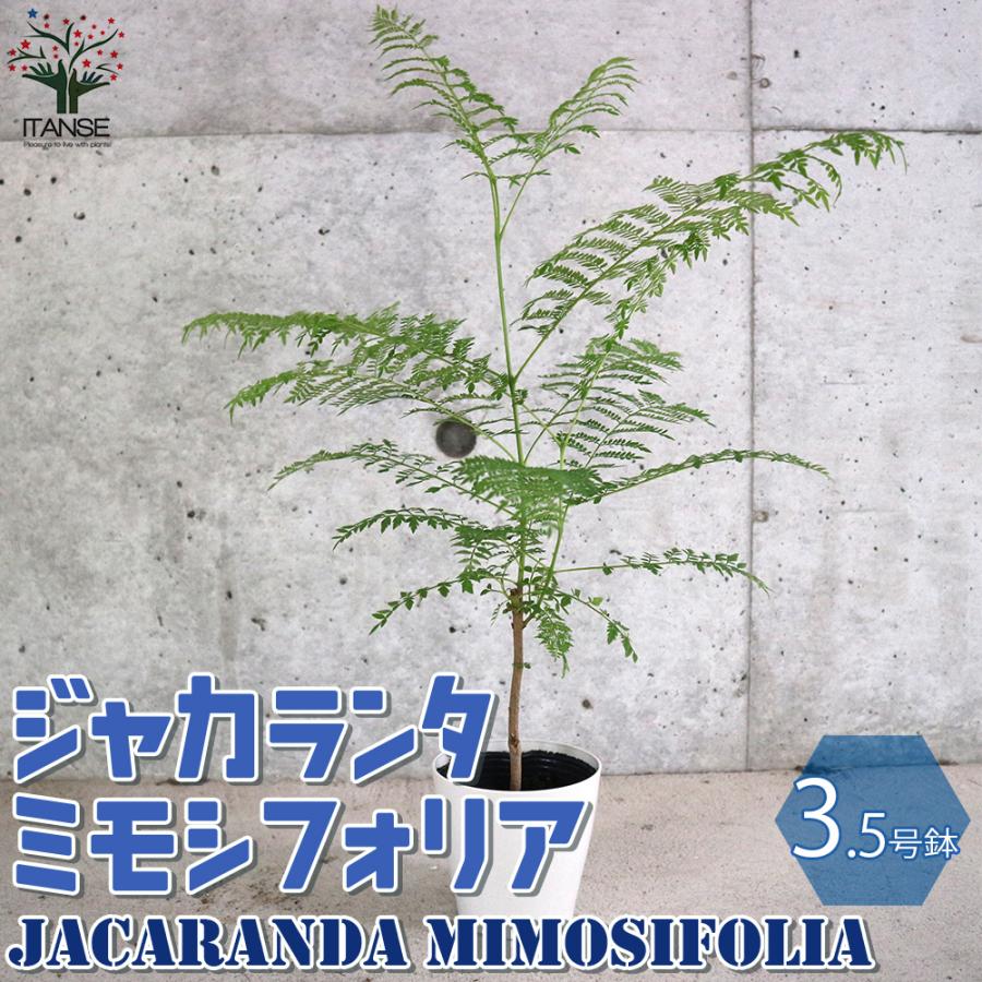 期間限定お試し価格 インテリア 人気 観葉植物 送料無料 おしゃれ 観賞 ミモシフォリア 3 5号ポット 1個売り ジャカランタ 観葉植物