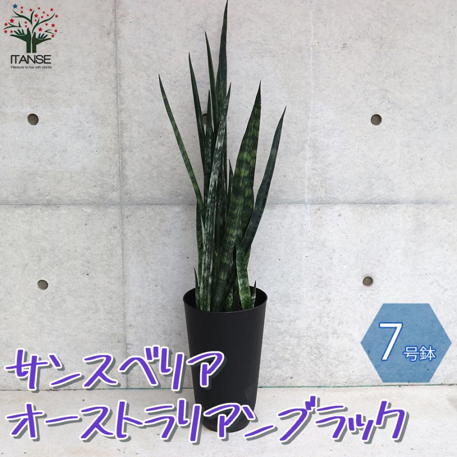 サンスベリア オーストリアンブラック 観葉植物 7号鉢 1個売り 人気 観葉植物 おしゃれ インテリア 観賞 送料無料 Kan 野菜苗 植物 青果物販売のitanse 通販 Yahoo ショッピング