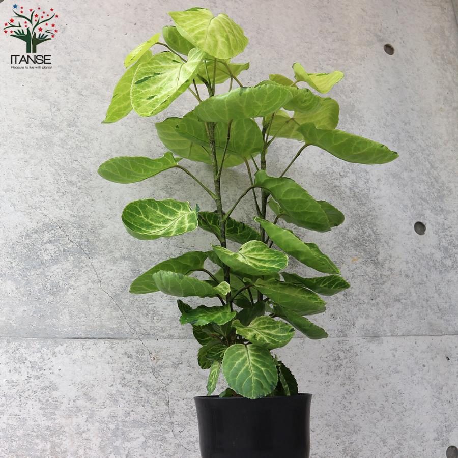 ITANSE ポリシャス スーパームーン リビングやオフィス向きサイズ 観葉