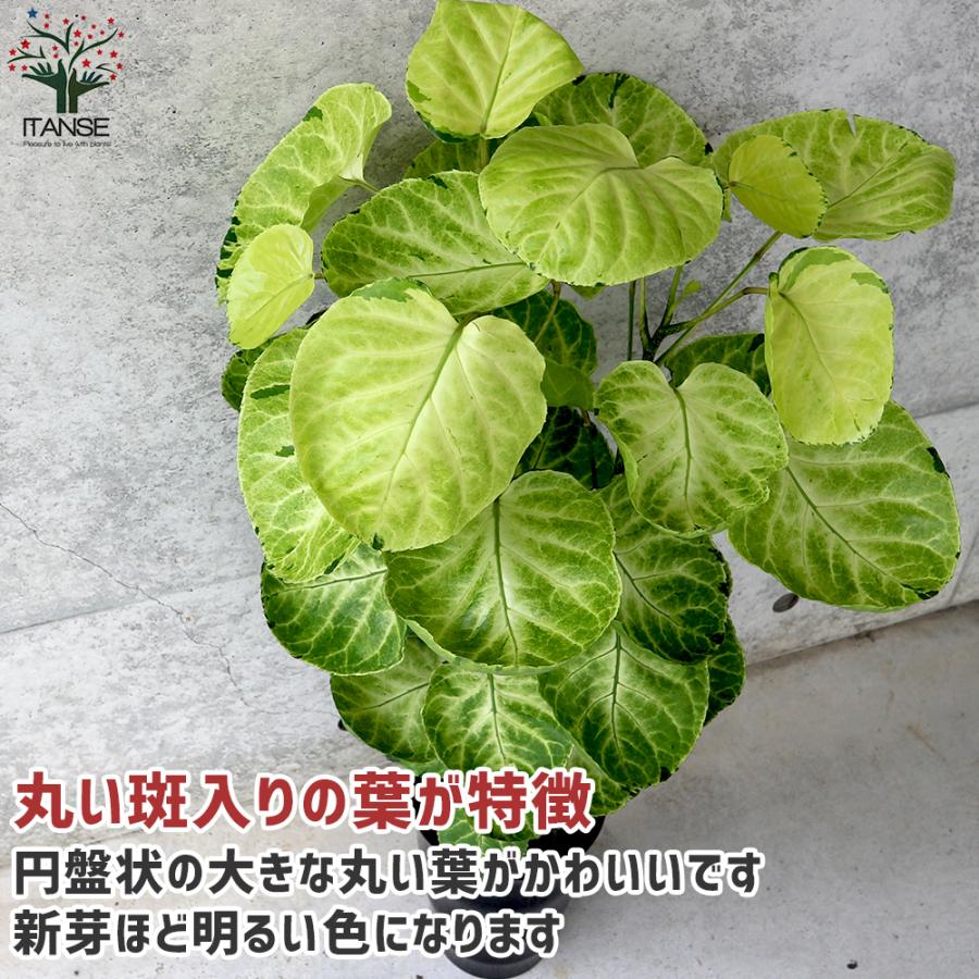 ITANSE ポリシャス スーパームーン リビングやオフィス向きサイズ 観葉