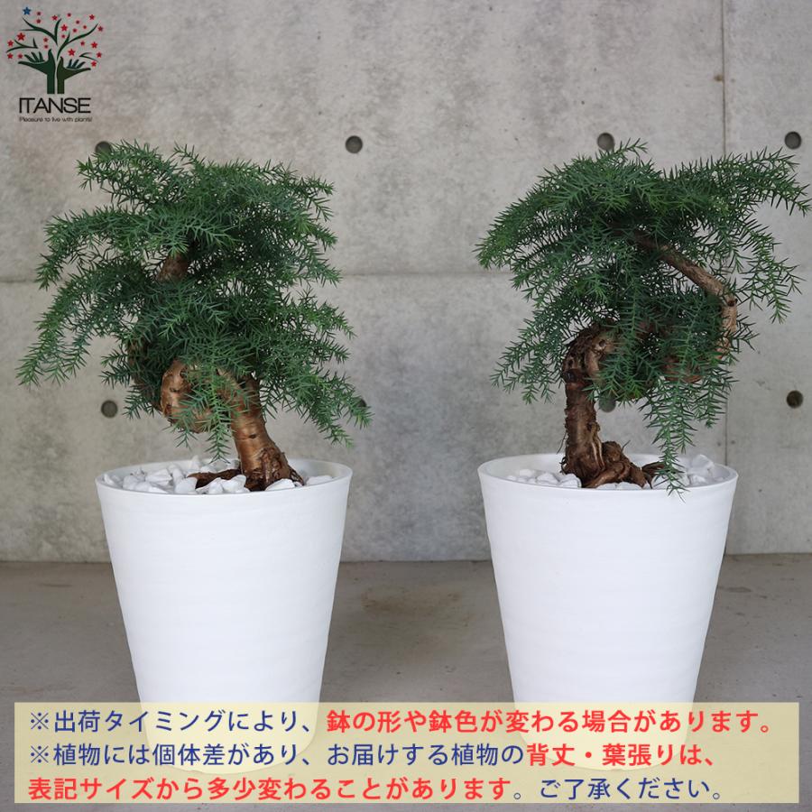 ITANSE アロカリア 盆栽古木風 そのまま飾れる白プラ鉢仕立て 観葉植物