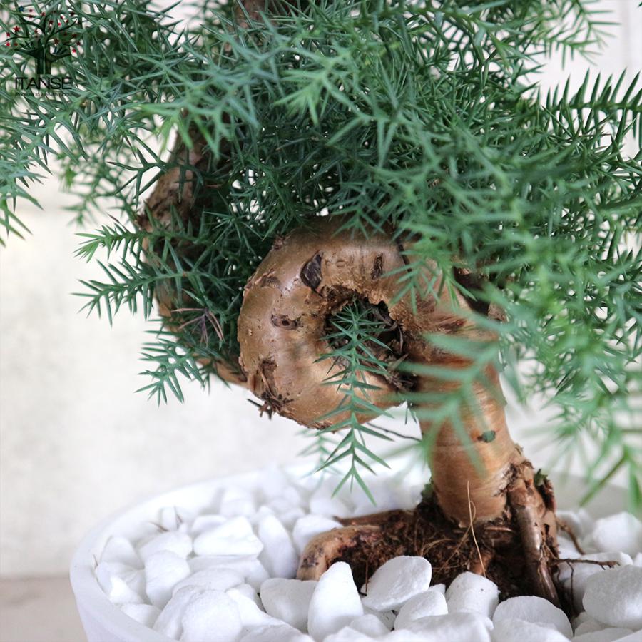 ITANSE アロカリア 盆栽古木風 そのまま飾れる白プラ鉢仕立て 観葉植物