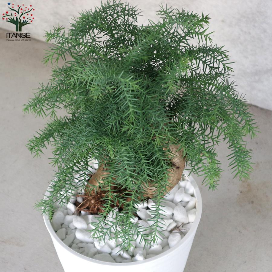 ITANSE アロカリア 盆栽古木風 そのまま飾れる白プラ鉢仕立て 観葉植物