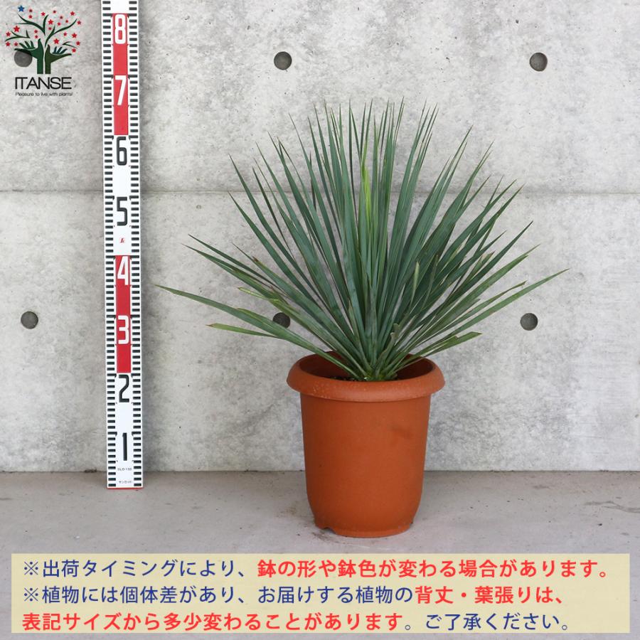 ITANSE ユッカ ロストラータ (シルバーグリーン葉) リビングやオフィス