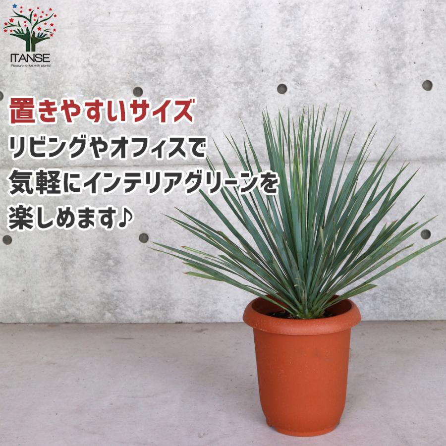 ITANSE ユッカ ロストラータ (シルバーグリーン葉) リビングやオフィス