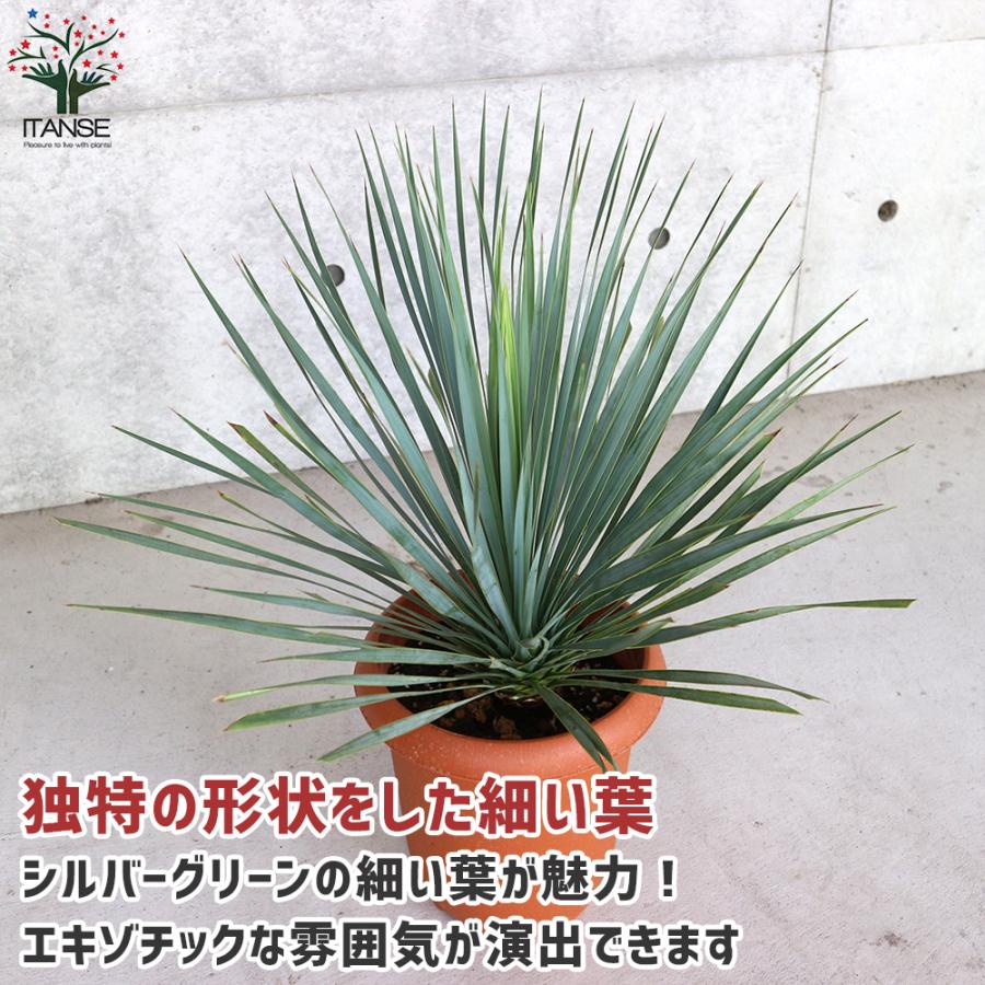 ITANSE ユッカ ロストラータ (シルバーグリーン葉) リビングやオフィス