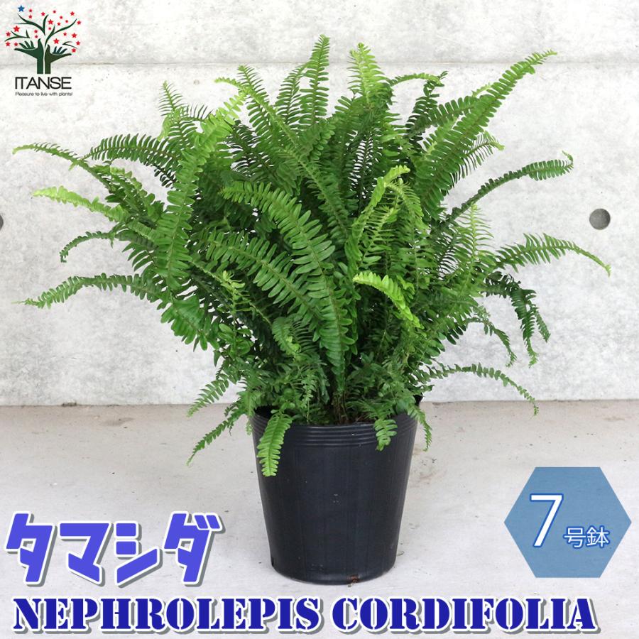 タマシダの商品一覧 通販 Yahoo ショッピング