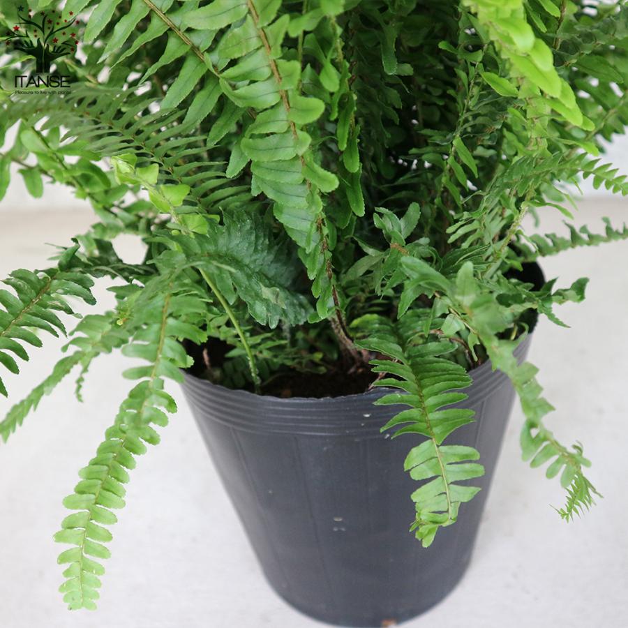 タマシダの商品一覧 通販 Yahoo ショッピング