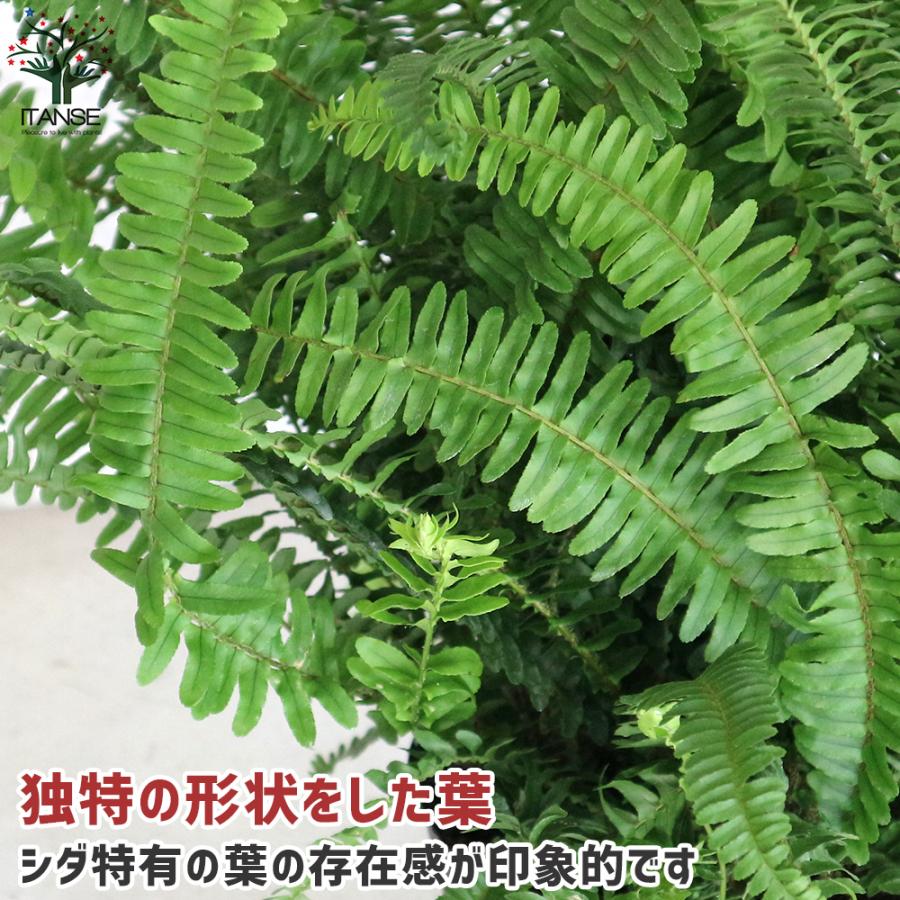 タマシダの商品一覧 通販 Yahoo ショッピング