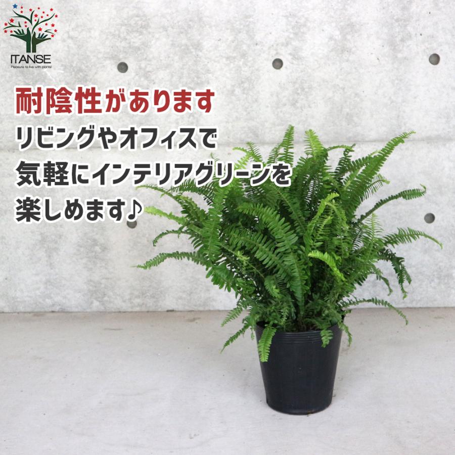 タマシダの商品一覧 通販 Yahoo ショッピング